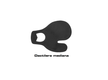 Dactilera Iniciacion Mediana 2